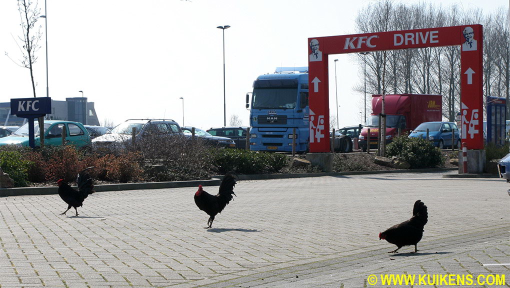 Chicks @ KFC