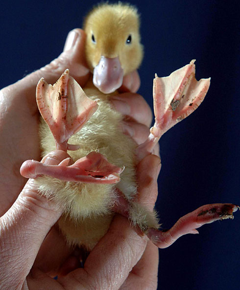 Duckling Stumpy