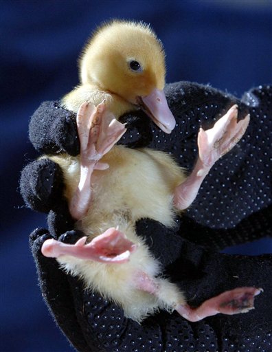 Baby Duck Stumpy