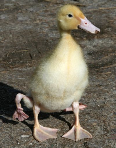 Duck Stumpy